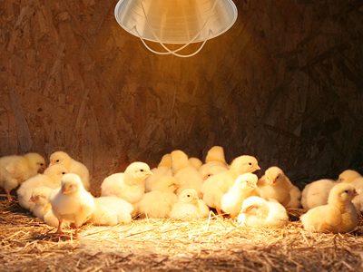 Brooder-Lamp