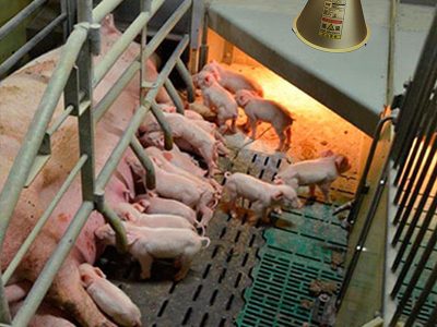Livestock (3)