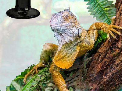 Reptiles Product Catagory (4)